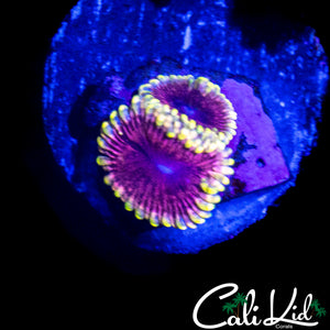 MYSTERY ZOA DOUBLE
