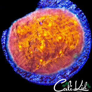 BURNIN MAN CHALICE MINI COLONY