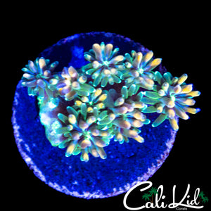 CK KALEIDOSCOPE GALAXIA