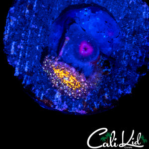 ACID TRIP ZOA TRIPLE