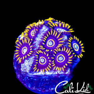 OG PURPLE HORNETS MINI COLONY