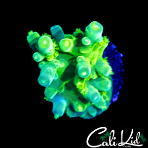 SUPER BRIGHT GREEN SLIMER