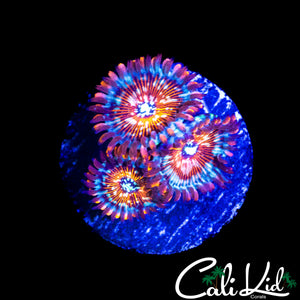 CB WHITE ZOMBIE ZOA TRIPLE