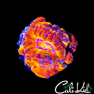 ULTRA RAINBOW ACAN CHUNK