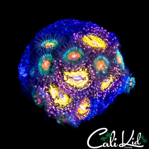 HIGH END ASSORTED ZOA MINI COLONY