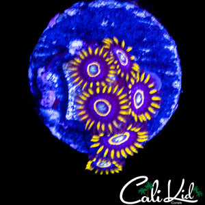 OG PURPLE HORNETS MINI COLONY