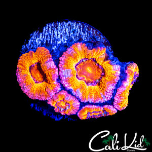 PINK STRIPE ACAN MINI COLONY
