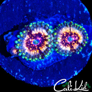 CK UNRELEASED ZOA DOUBLE
