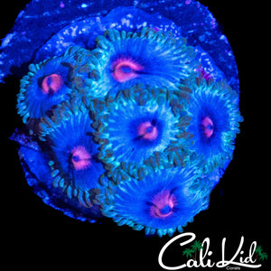 PINK EYE ZOA MINI COLONY