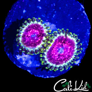 STRAWBERRY WINE ZOA DOUBLE