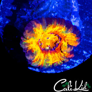 CK BUBBLE YUM ACAN