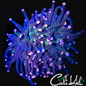 BI COLOR TIP TORCH