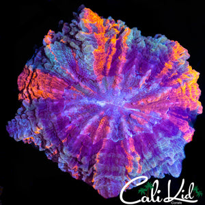 STUNNING RAINBOW ACANTHO