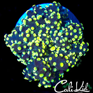 TRUE YELLOW BRANCHING FROGSPAWN