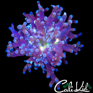 YELLOW MOUTH BRANCHING FROGSPAWN