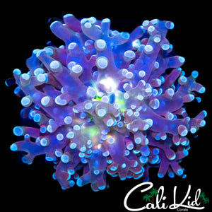 YELLOW MOUTH BRANCHING FROGSPAWN