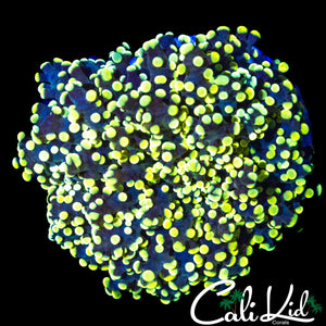 YELLOW MOUTH BRANCHING FROGSPAWN