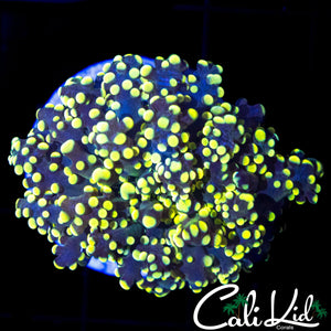TRUE YELLOW BRANCHING FROGSPAWN