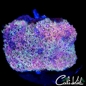 ULTIMATE RAINBOW GONI COLONY