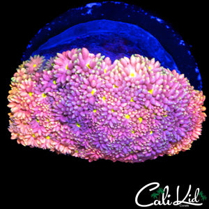 SPICY RAINBOW GONI MINI COLONY