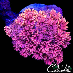 INTENSE TRI COLOR GONI