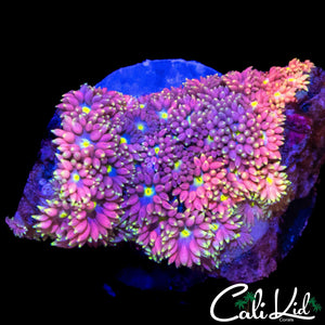 SLAP YO MOMMA GONI CHUNK