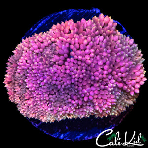 ULTRA RAINBOW GONI CHUNK
