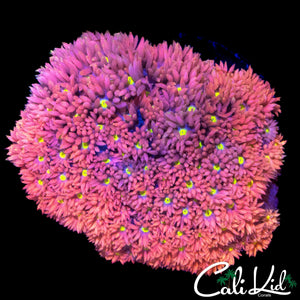 INTENSE RAINBOW GONI MINI COLONY