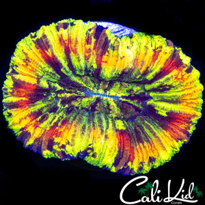 ULTIMATE RAINBOW TRACHY