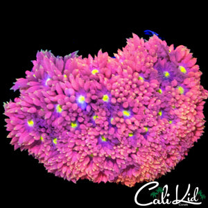 RAINBOW PETAL GONI