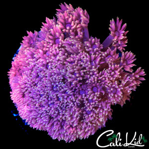 RAINBOW PETAL GONI MINI COLONY