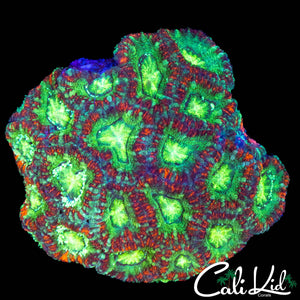 ULTRA ASIAN ACAN COLONY