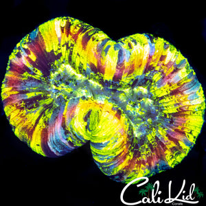 STUNNING RAINBOW TRACHY