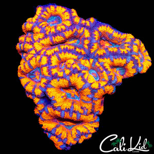 TONY THE TIGER ACAN COLONY
