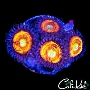 ULTRA ZOA QUAD