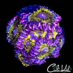 STRATOCASTER TYPE ZOA COLONY