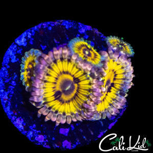 MYSTERY ZOA MINI COLONY