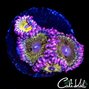 STRATOCASTER TYPE ZOA QUAD