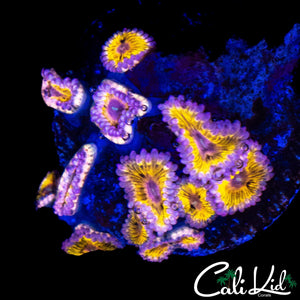 MYSTERY ZOA COLONY