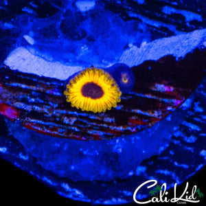 GREAT OWL ZOA DOUBLE