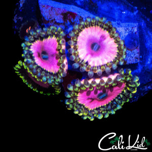 RRU OG PINK DIAMOND QUAD