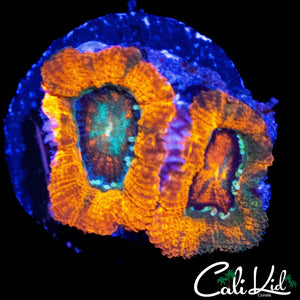 ULTRA ACAN DOUBLE