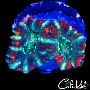 PIN STRIPE ACAN DOUBLE