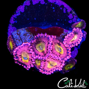 CK CHERRY BLOSSOM ZOA MINI COLONY