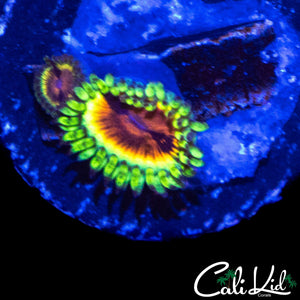 JF BLOODSHOT ZOA DOUBLE