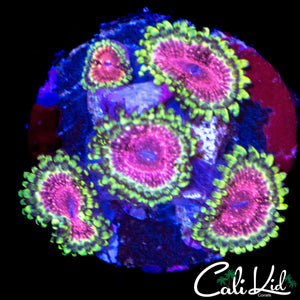 STRAWBERRY WINE ZOA MINI COLONY