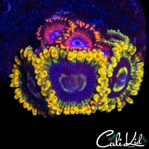 ASSORTED ZOA MINI COLONY