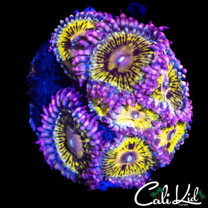 STRATOCASTER ZOA TYPE MINI COLONY