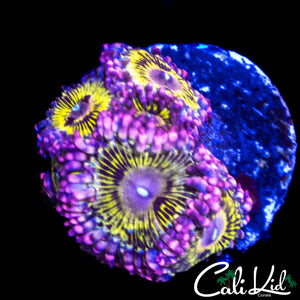 STRATOCASTER TYPE MINI COLONY