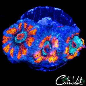 PIN WHEEL ACAN TRIPLE
